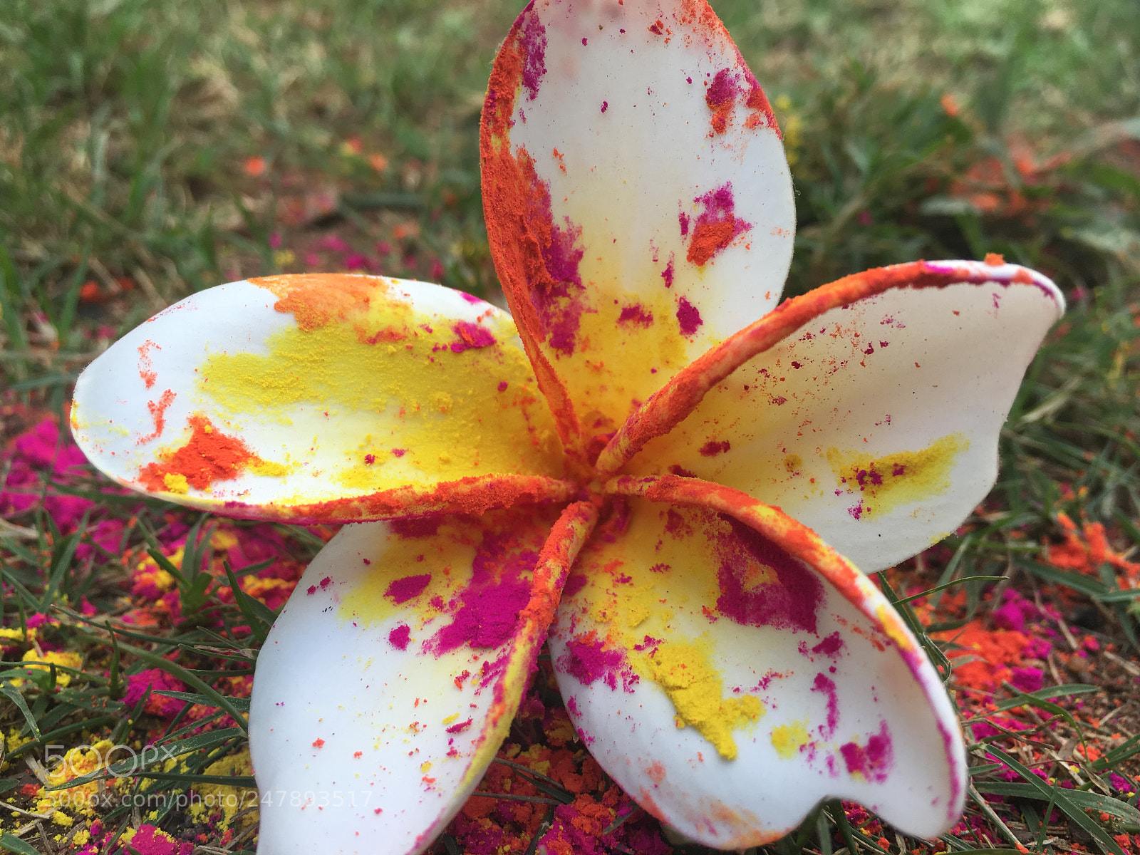 Apple iPhone 6s sample photo. #happy holi photography