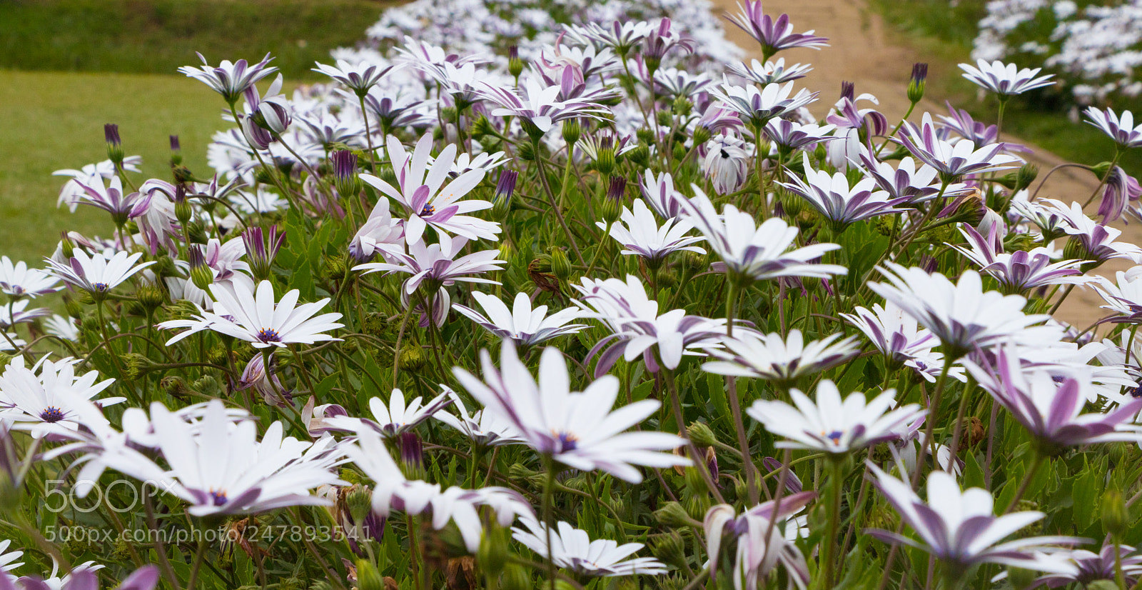 Canon EOS 80D sample photo. White photography