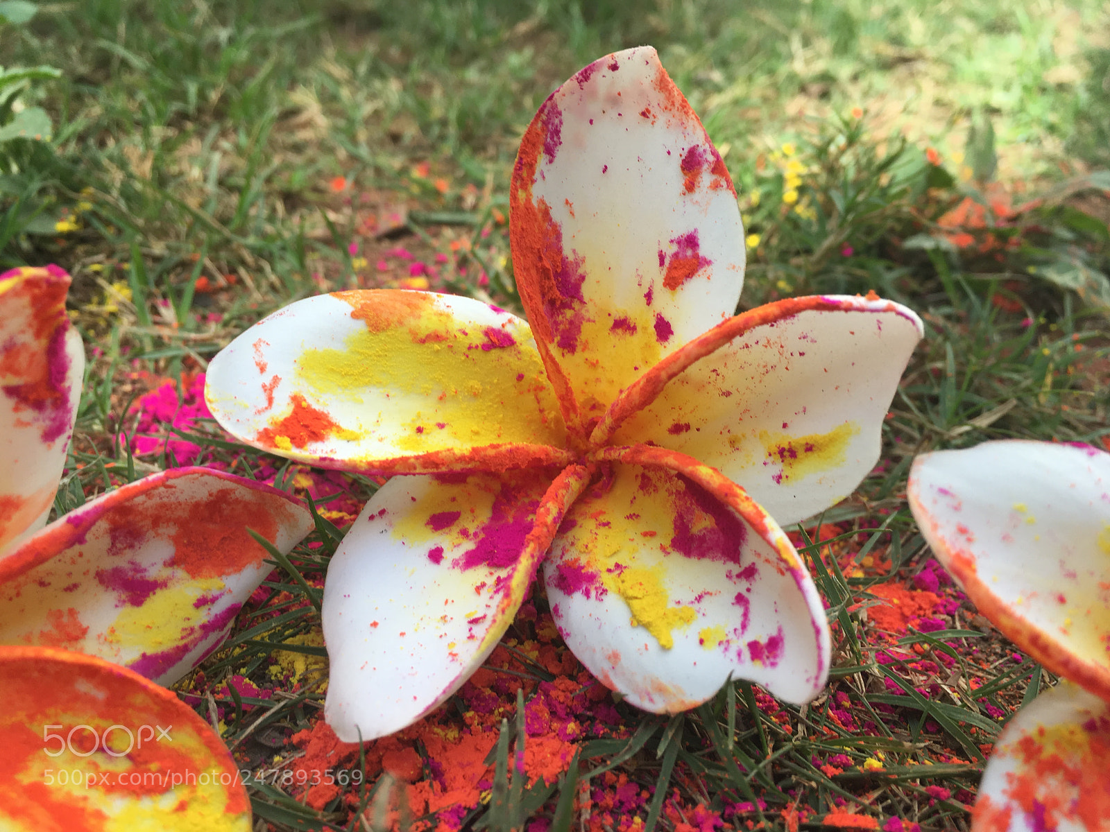 Apple iPhone 6s sample photo. #happy holi photography