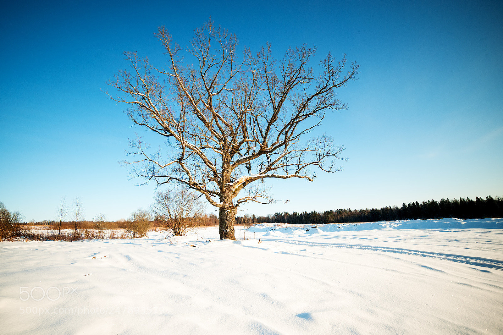 Nikon D3 sample photo. Oak photography
