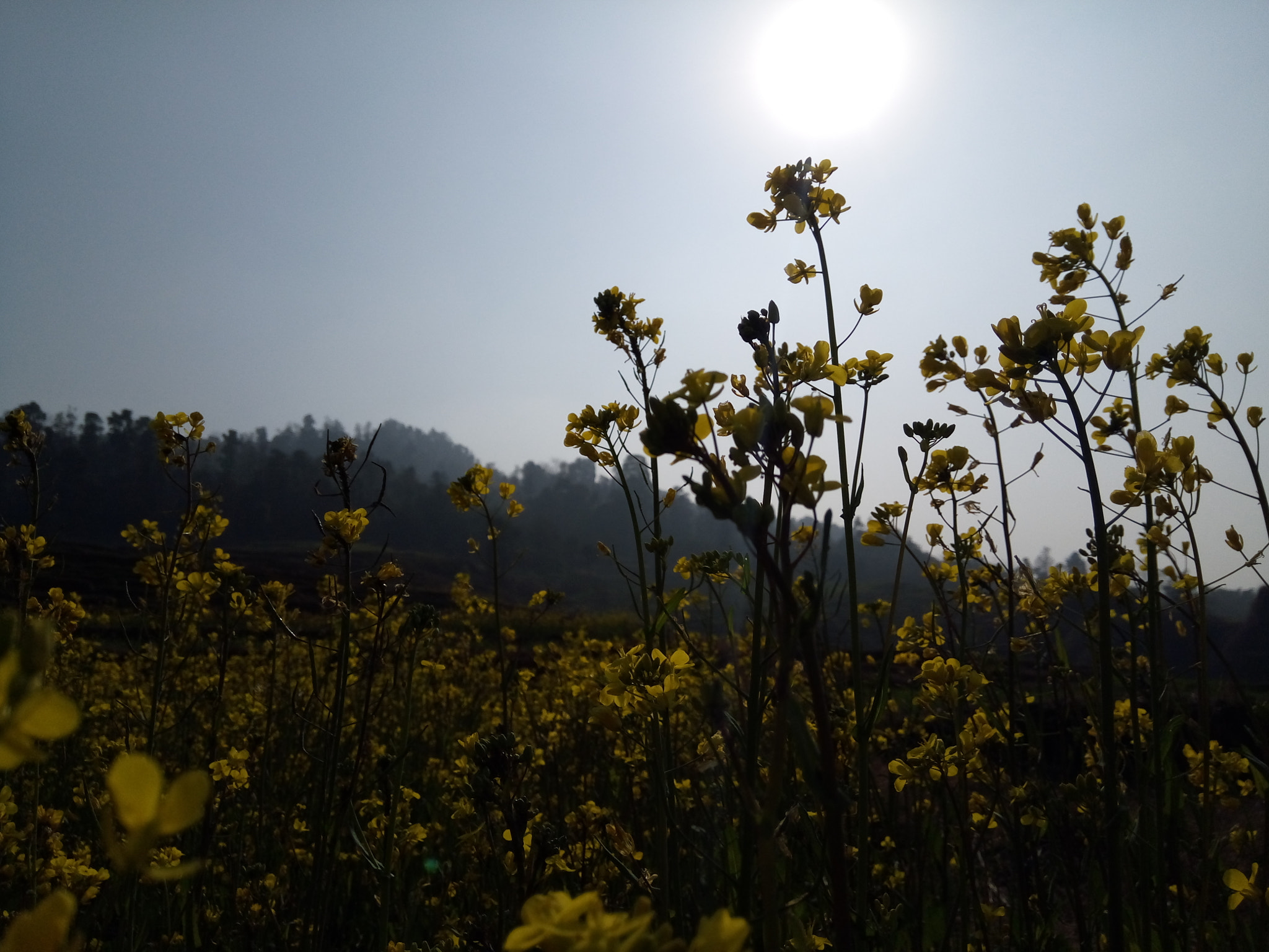 GIONEE A1 lite sample photo. Nature flowers photography