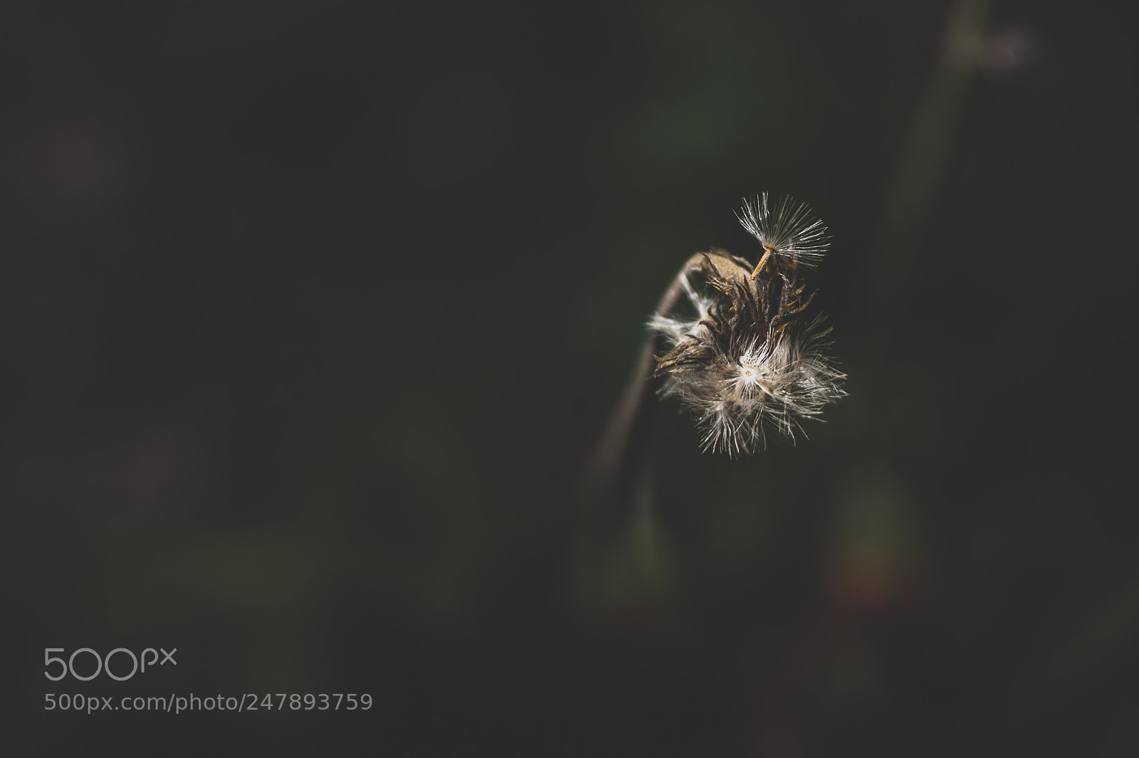 Nikon D700 sample photo. Seed... photography