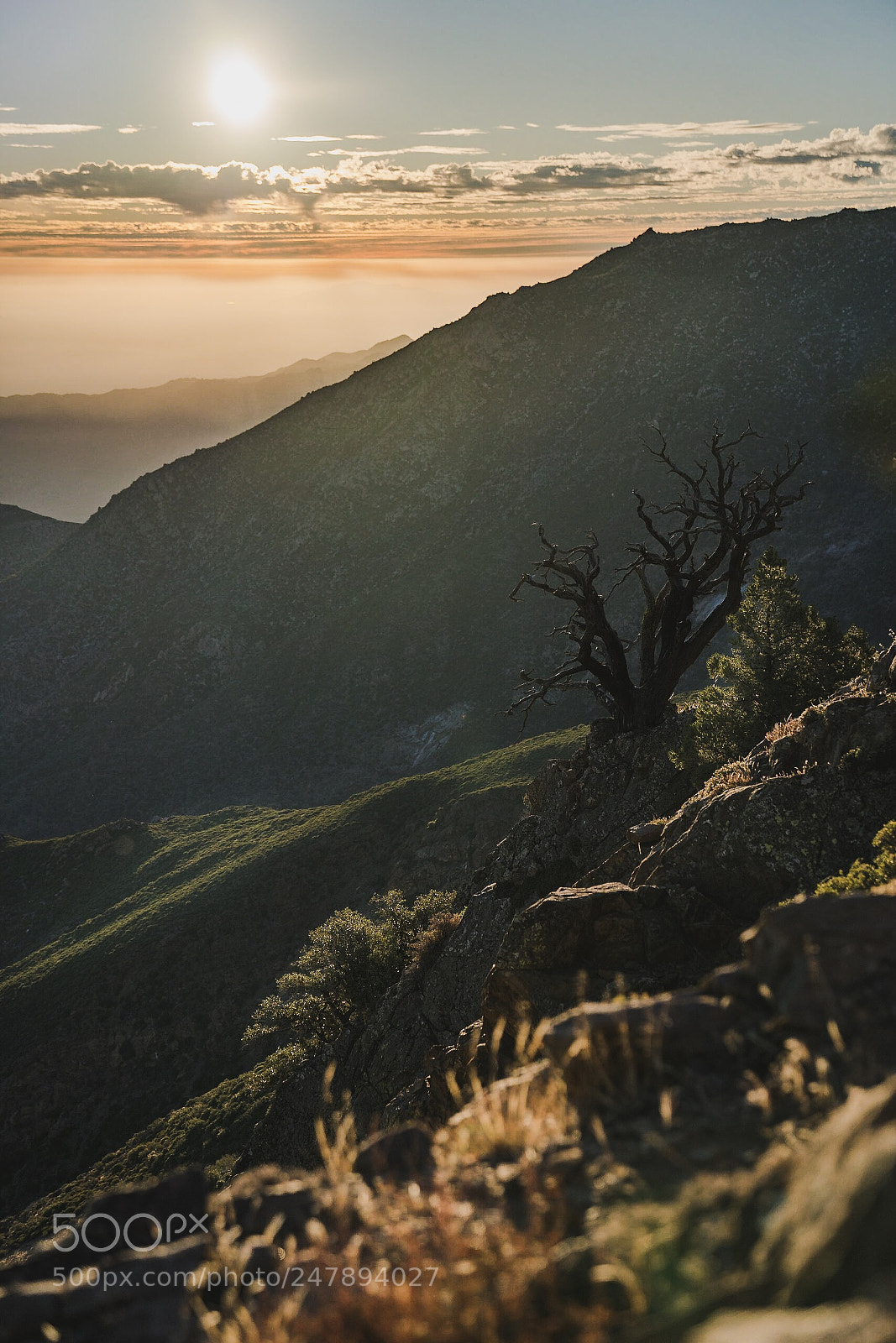 Sony a7R II sample photo. Standing strong photography