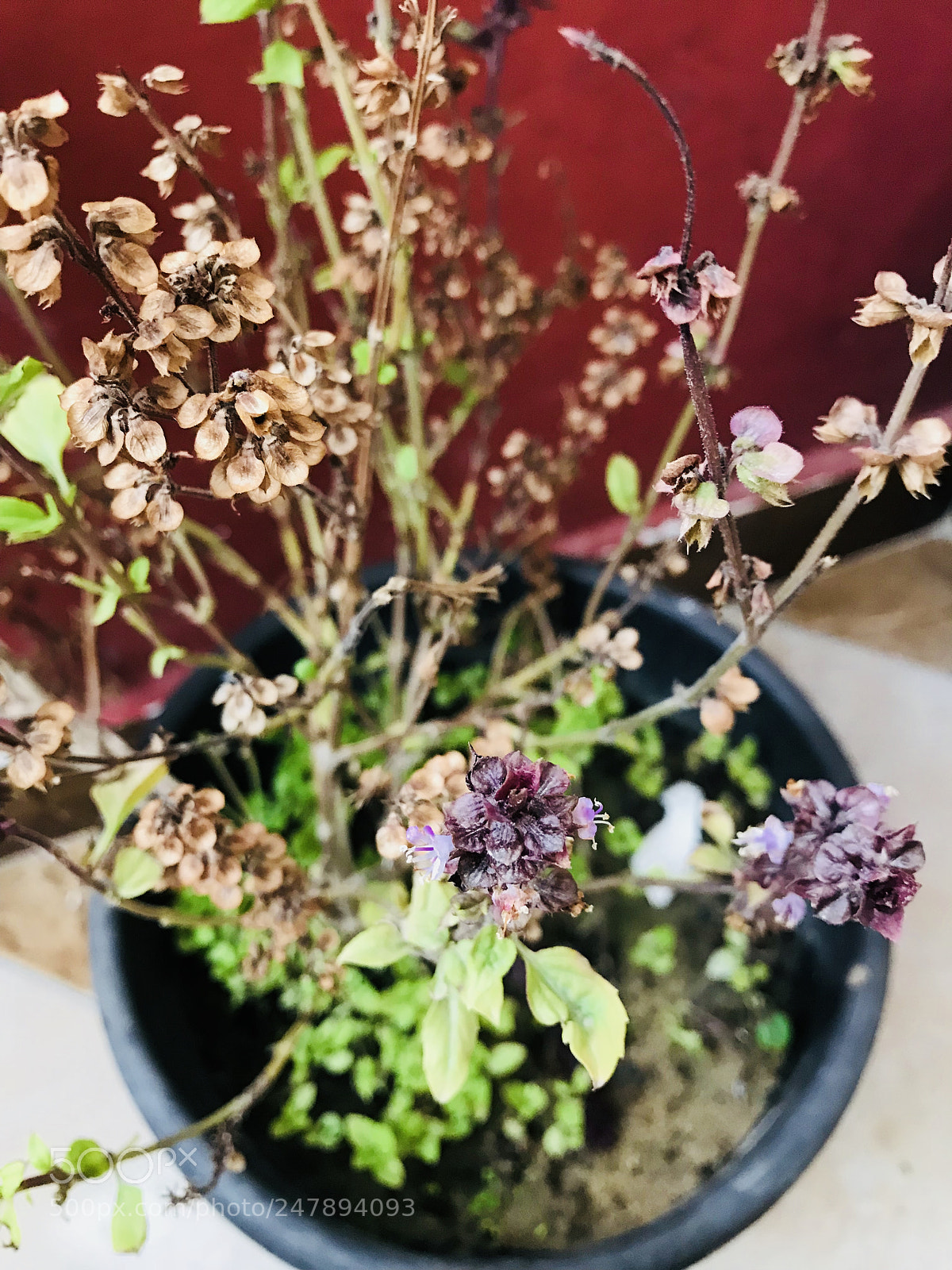 Apple iPhone 7 Plus sample photo. Untitled photography