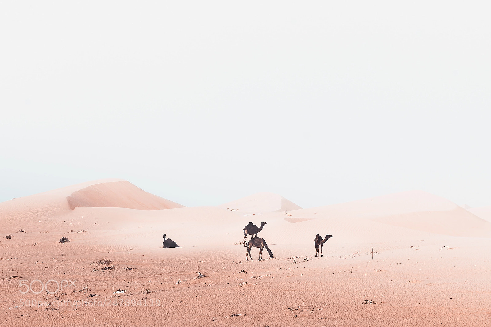 Sony a7R II sample photo. Camel in the desert photography