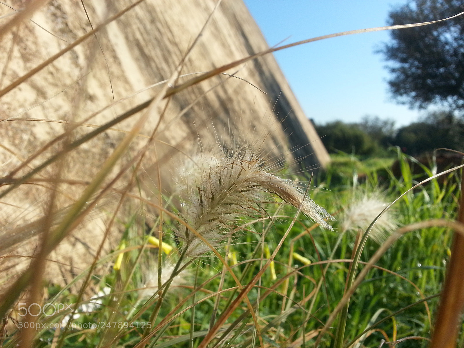 Samsung Galaxy S3 sample photo. Beauty of the spike ❤️ photography