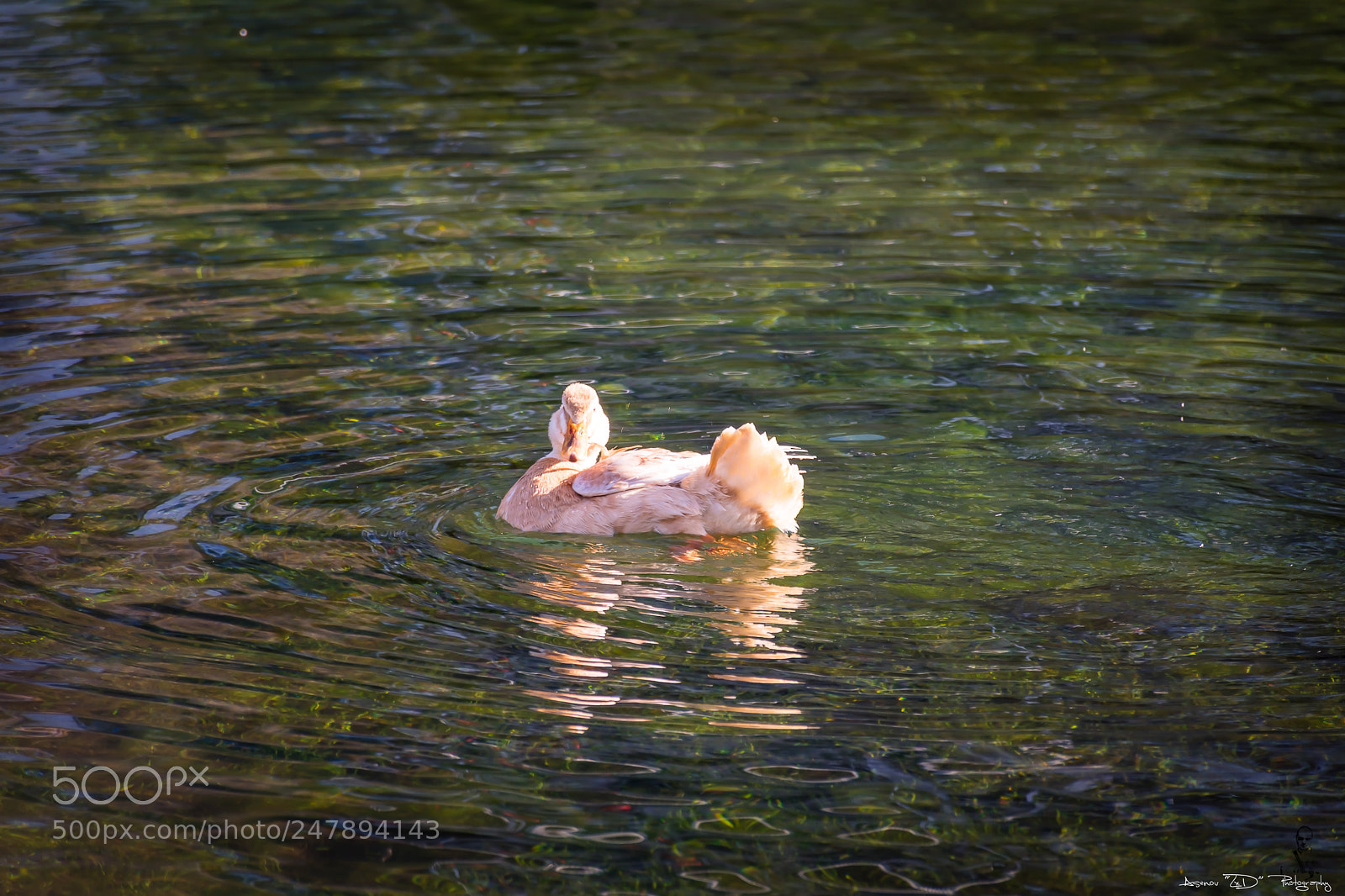 Nikon D5500 sample photo. Duck in the water photography
