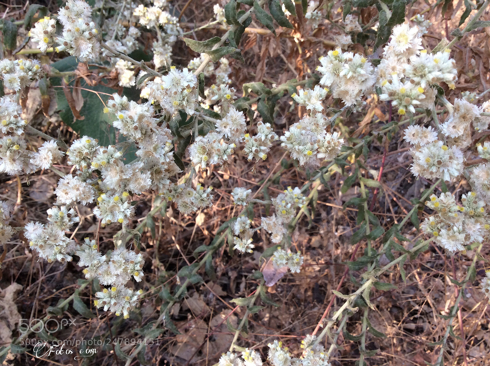 Apple iPad Air sample photo. Untitled photography