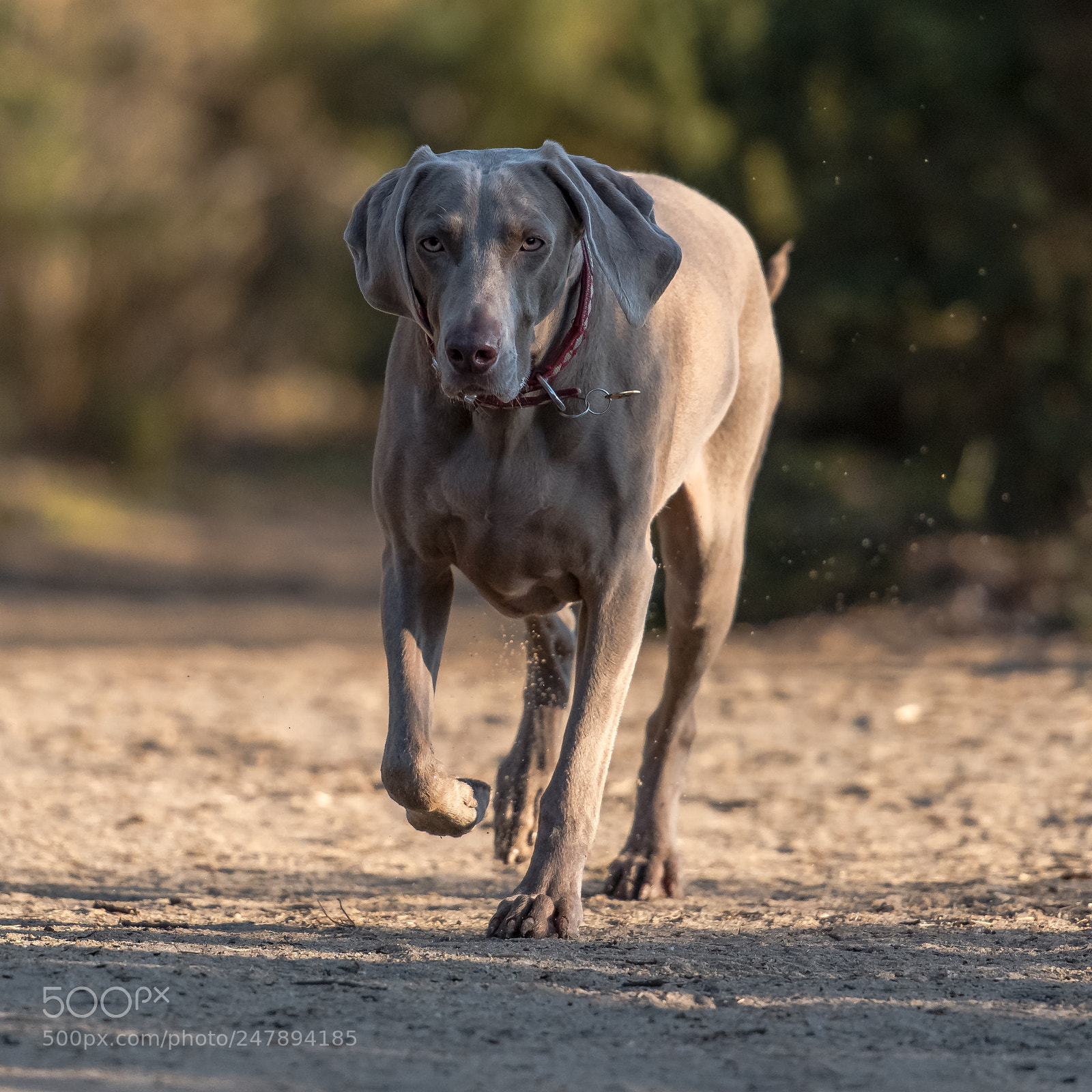 Nikon D850 sample photo. Time to trot photography