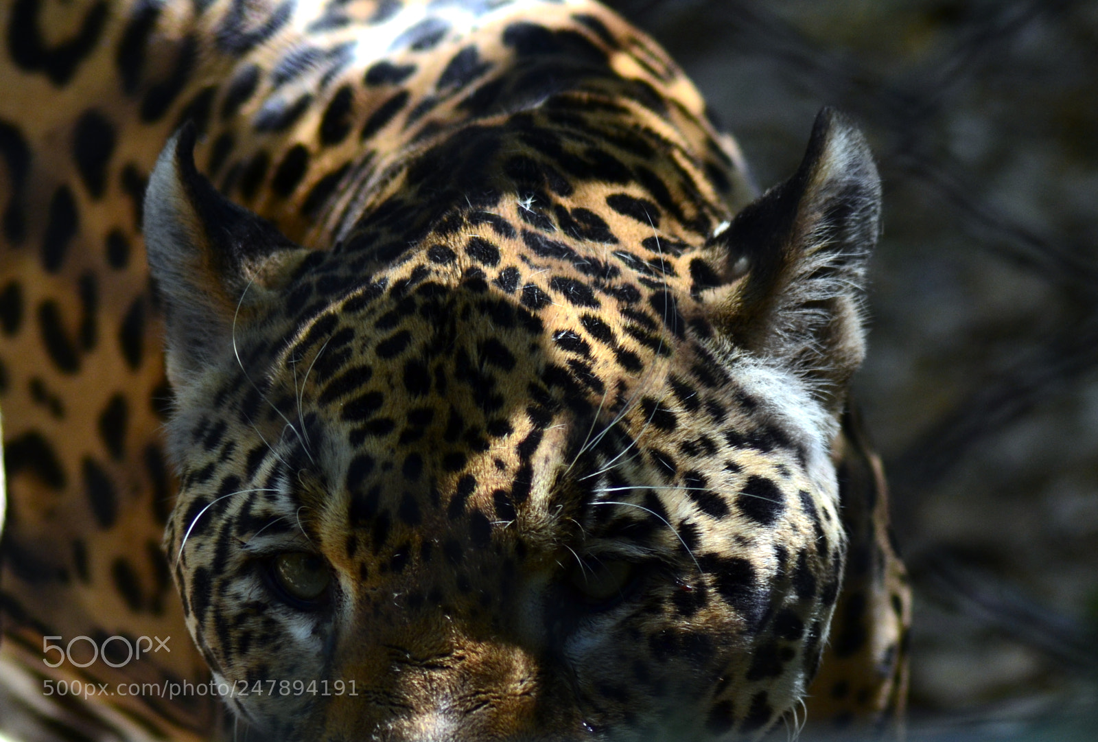 Nikon D3100 sample photo. Jaguar on prowl photography