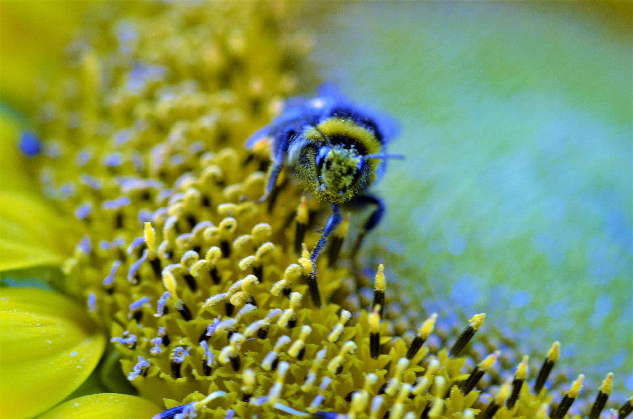 Nikon D5100 + Sigma 105mm F2.8 EX DG OS HSM sample photo. Hummel und sonnenblume photography