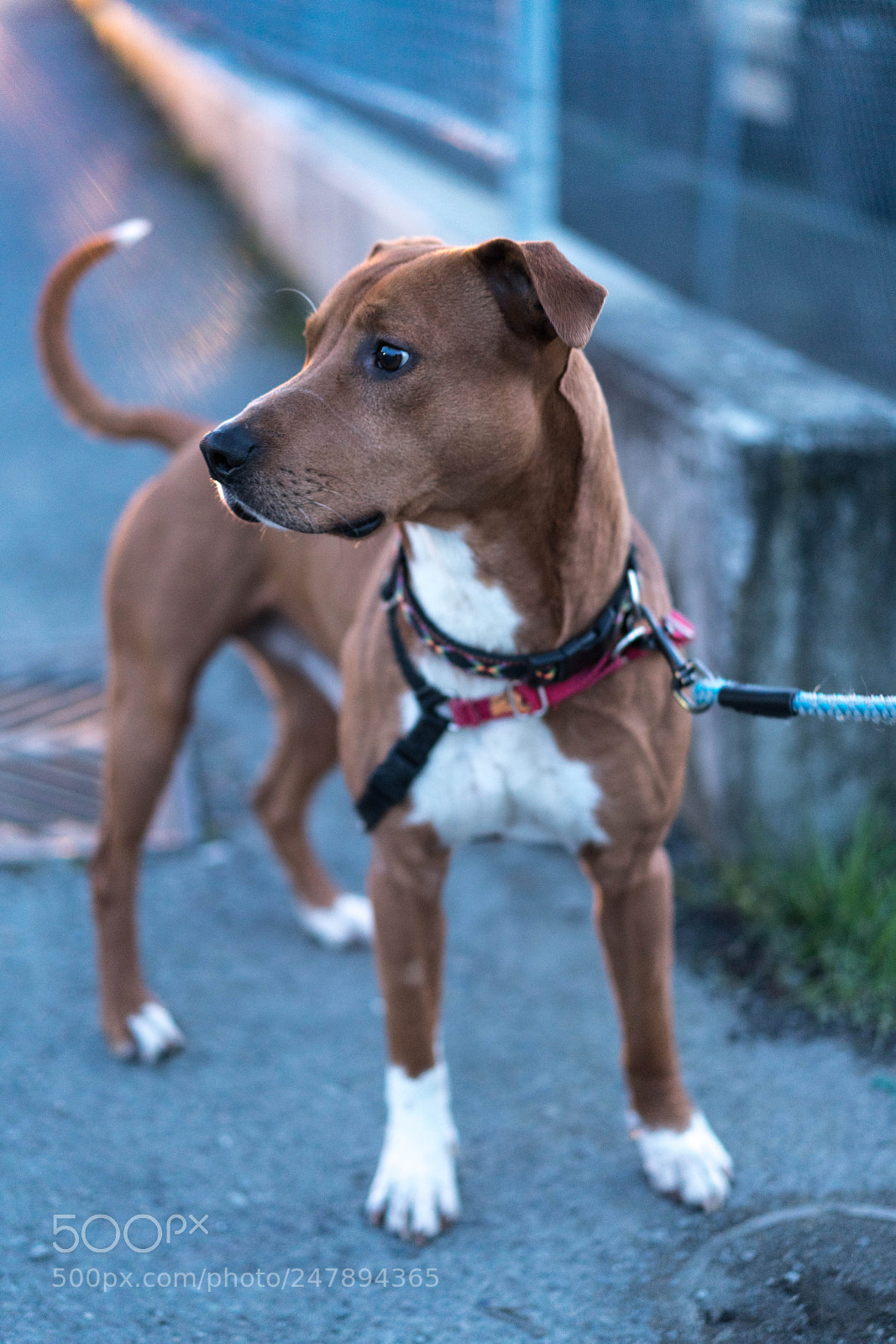 Sony a7R III sample photo. Clyde photography