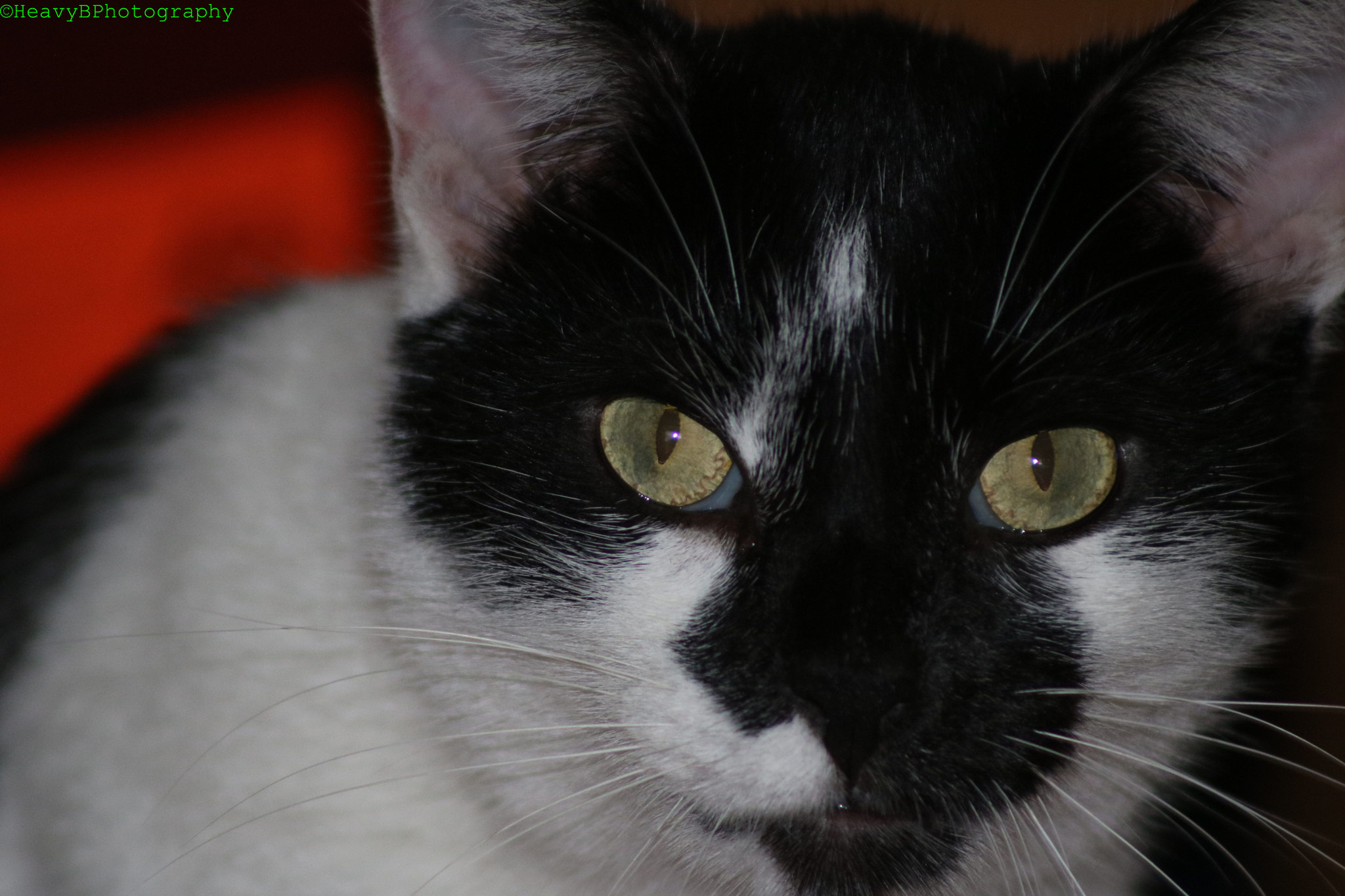 Canon EF 75-300mm f/4-5.6 USM sample photo. Kippington photography
