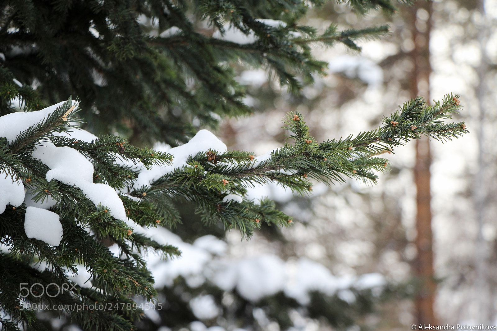 Canon EOS 700D (EOS Rebel T5i / EOS Kiss X7i) sample photo. Img photography