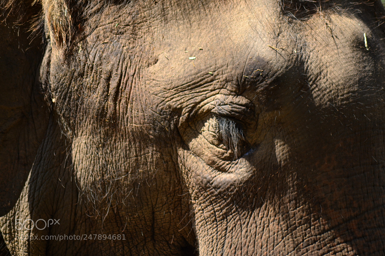 Nikon D3100 sample photo. Wrinkles photography