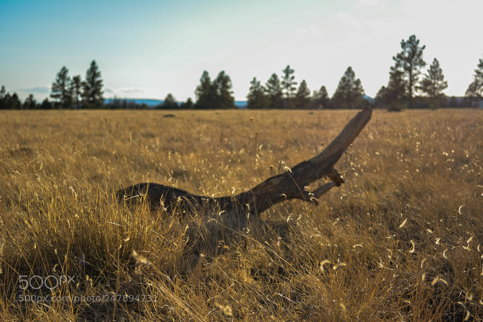 Nikon D5200 sample photo. Bf flg photography