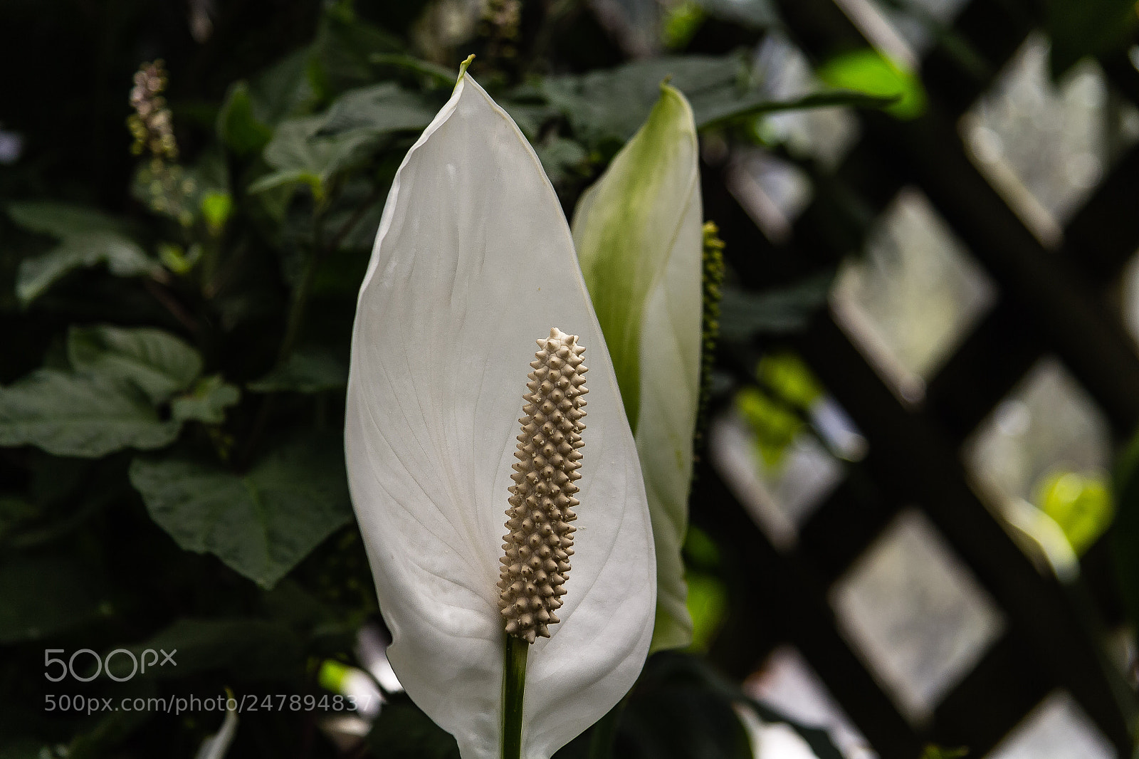 Canon EOS 60D sample photo. Spathiphyllum wallisii photography