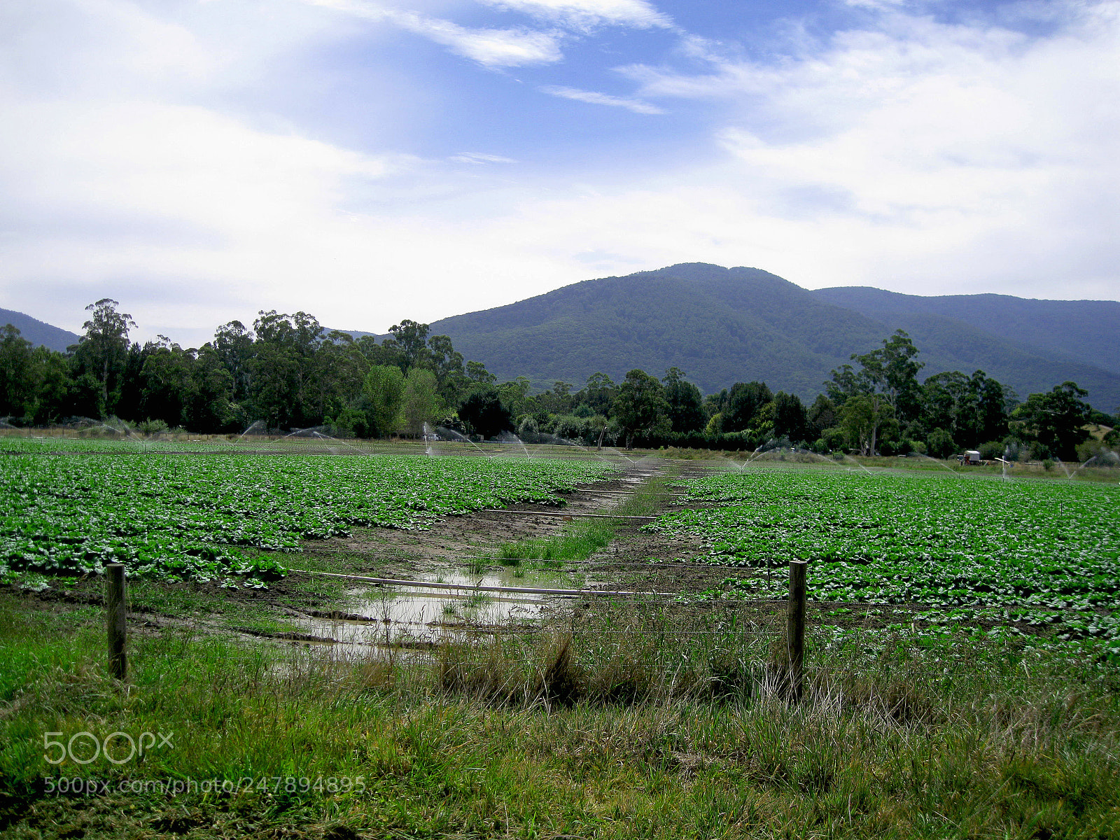 Canon DIGITAL IXUS 960 IS sample photo. Agriculture yarra valley photography