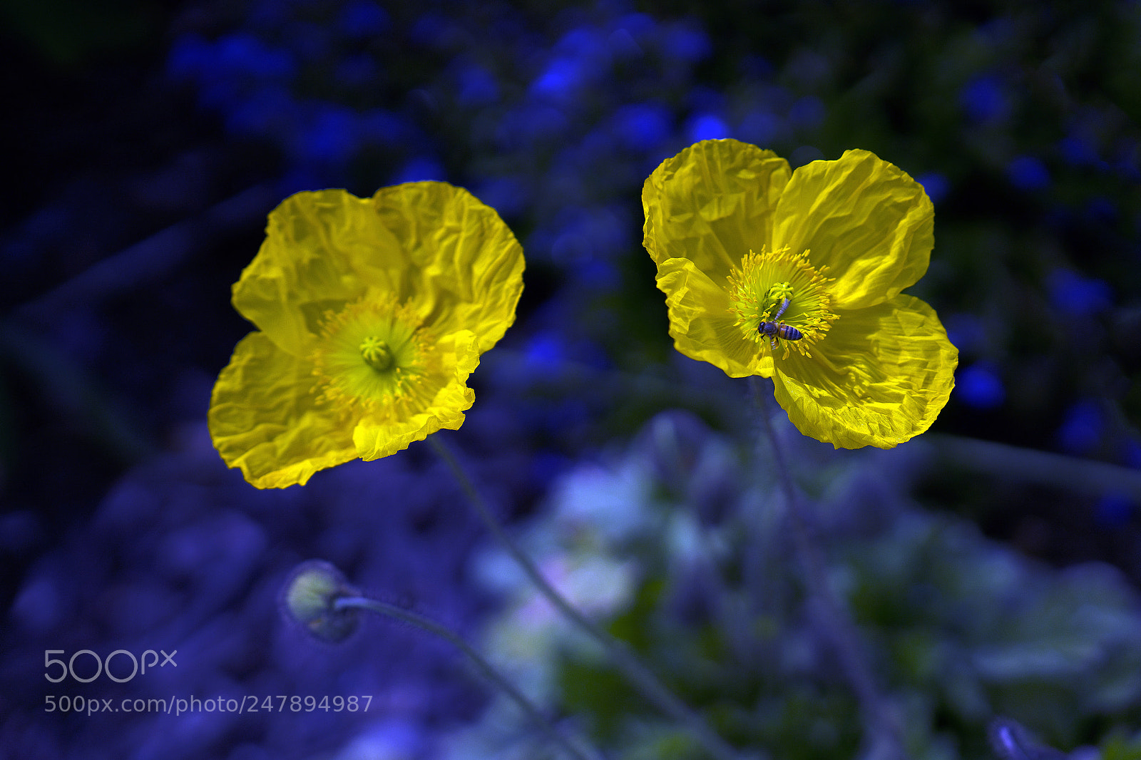 Sony a7R III sample photo. Corn poppy! photography