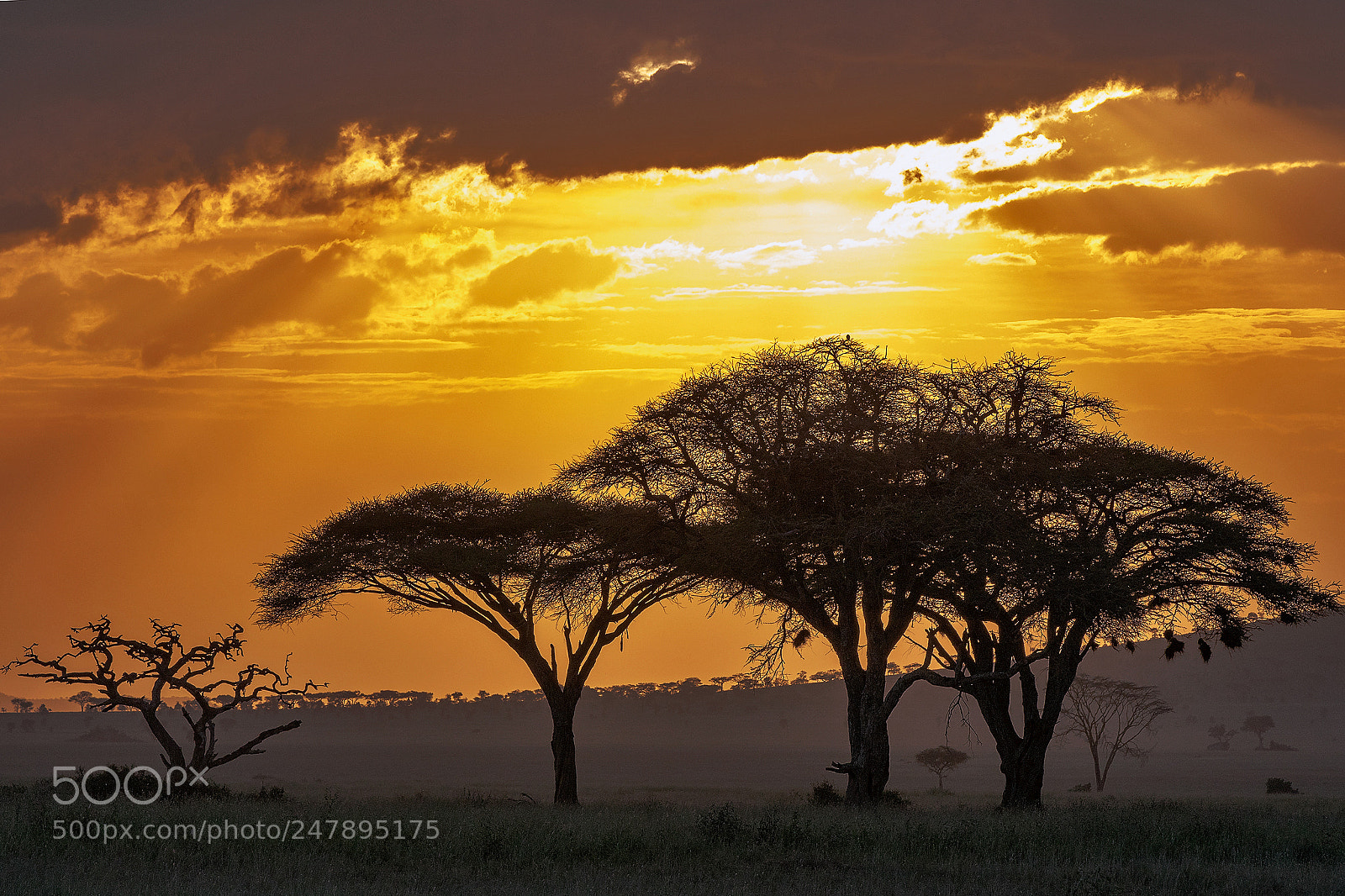 Canon EOS 7D Mark II sample photo. Serengeti sunset photography