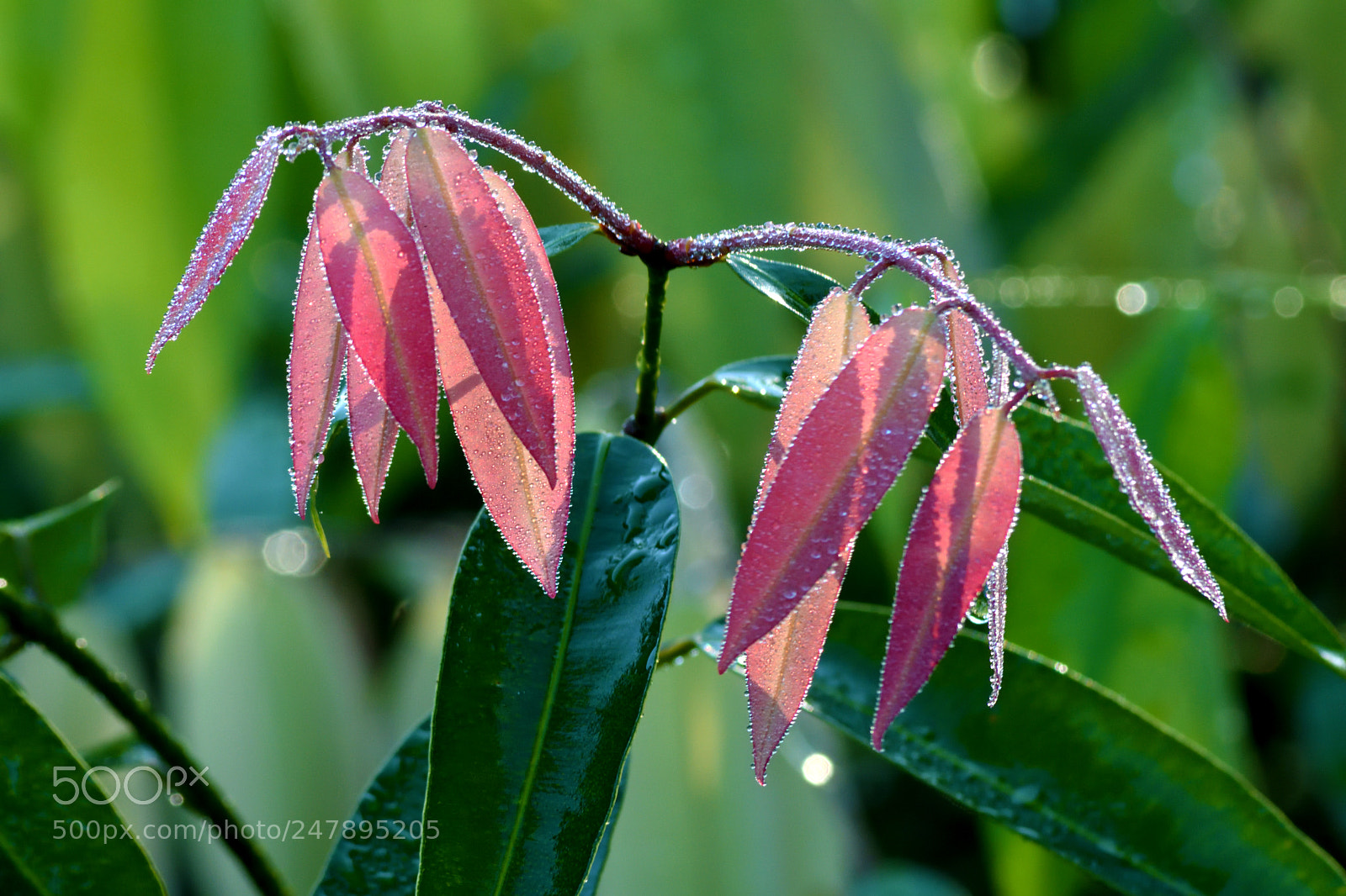 Nikon D7200 sample photo. Mesua ferrea (nagakesar) photography