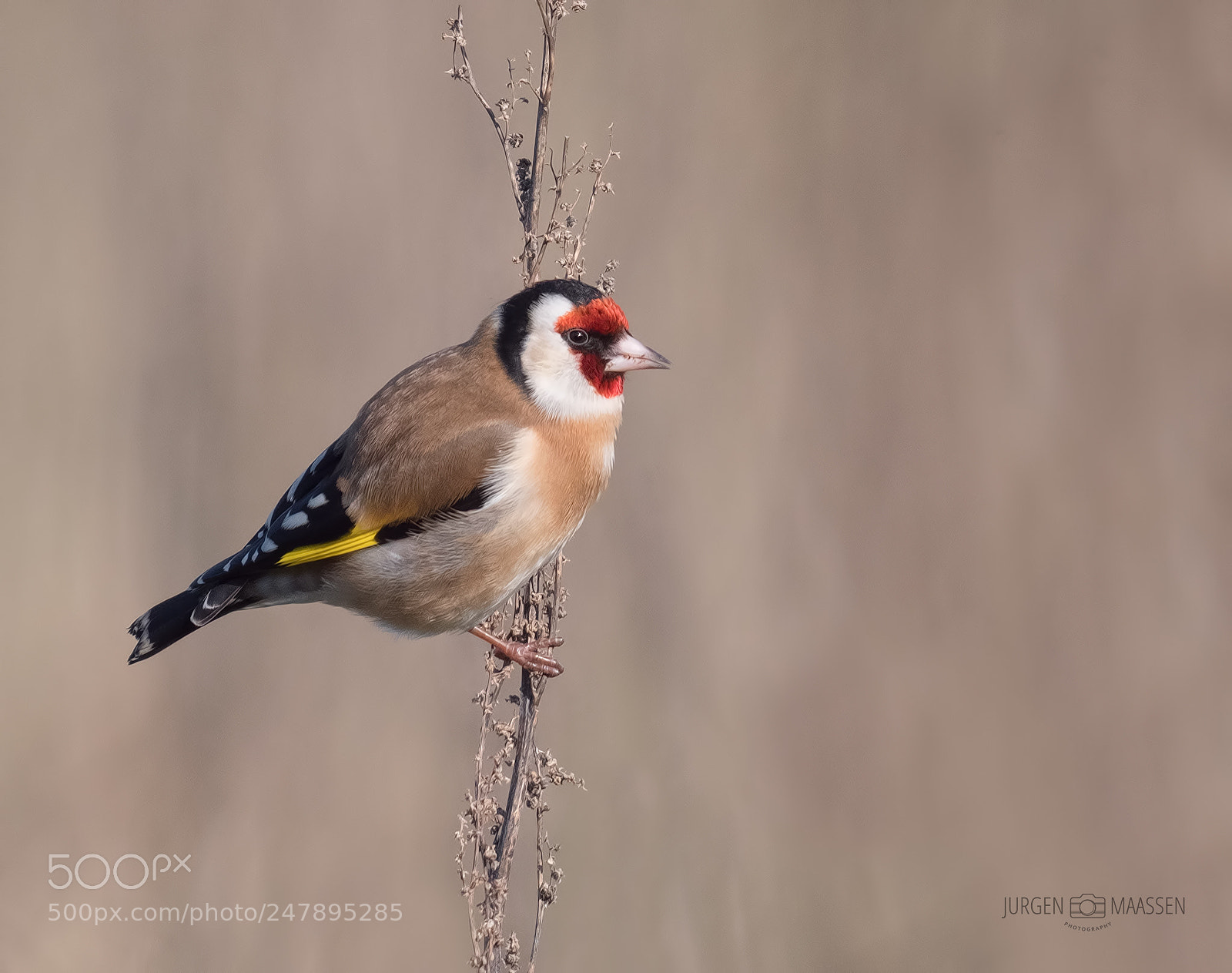Panasonic Lumix DC-G9 sample photo. Goldfinch. photography