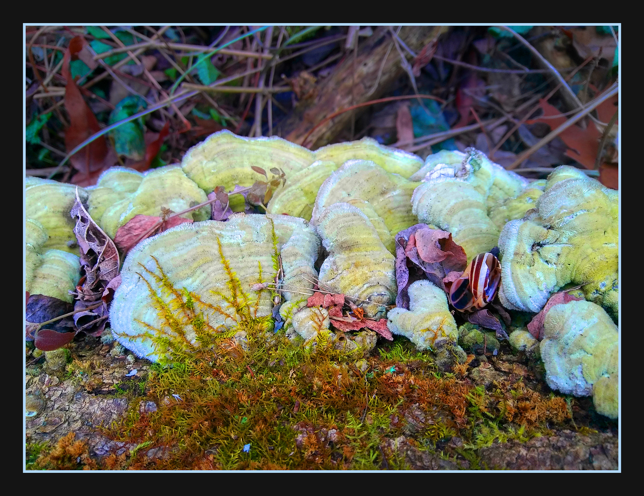 LG STYLO 2 PLUS sample photo. Mossy toadstools photography