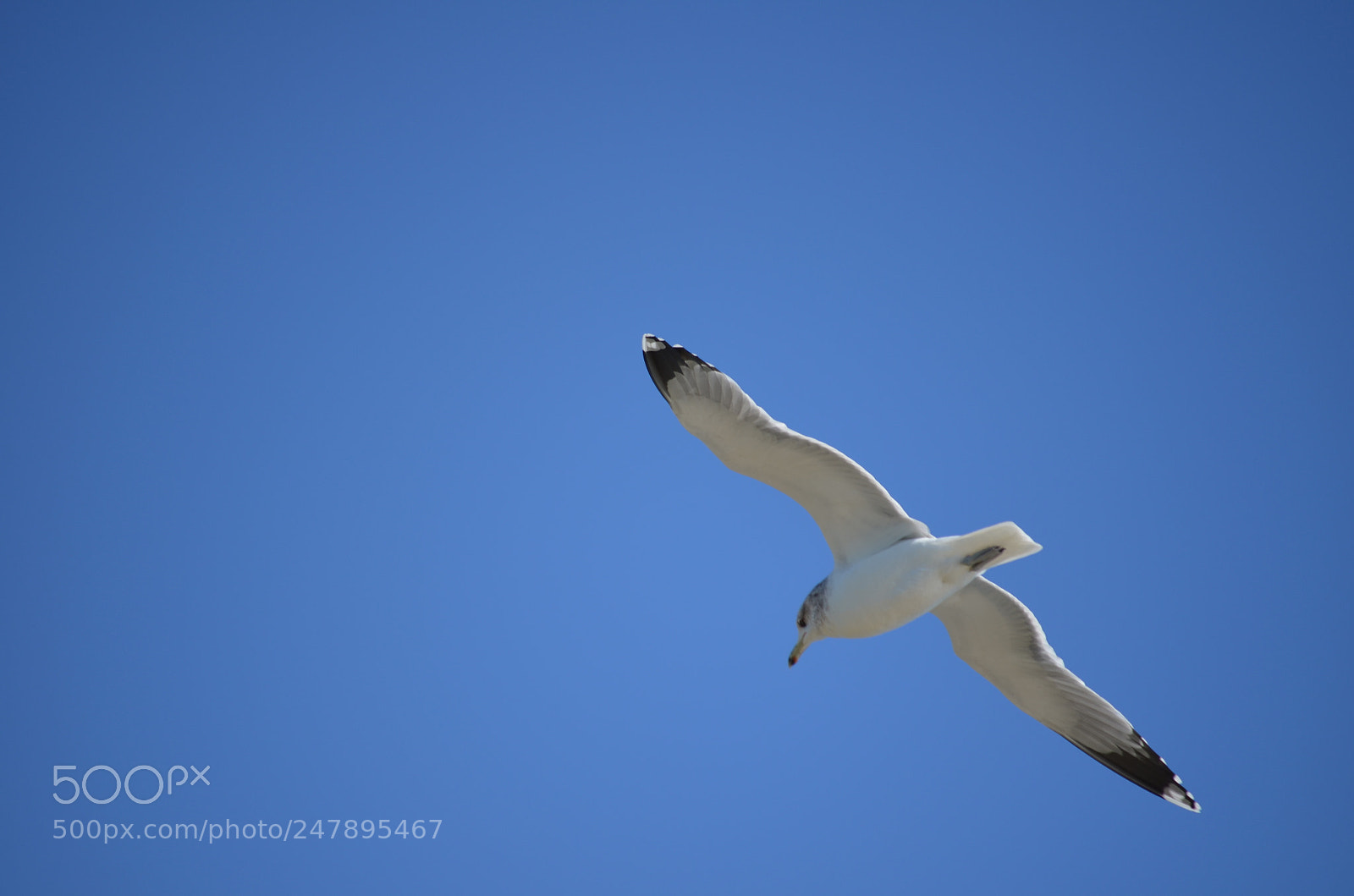 Nikon D5100 sample photo. Fly eagle fly!!!! photography