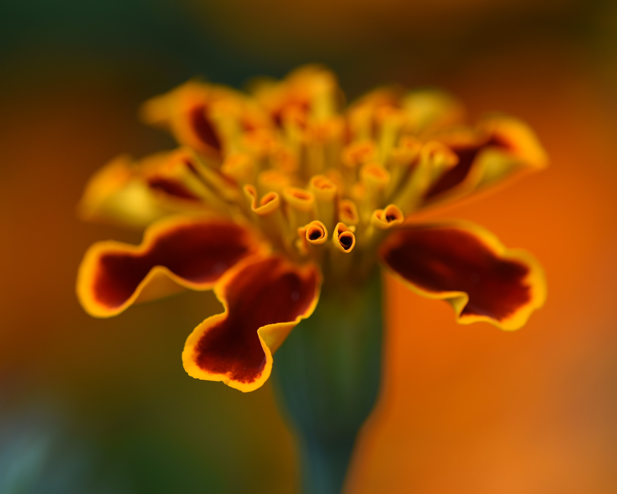 Nikon D750 + Nikon AF Micro-Nikkor 200mm F4D ED-IF sample photo. Orange colour flower photography
