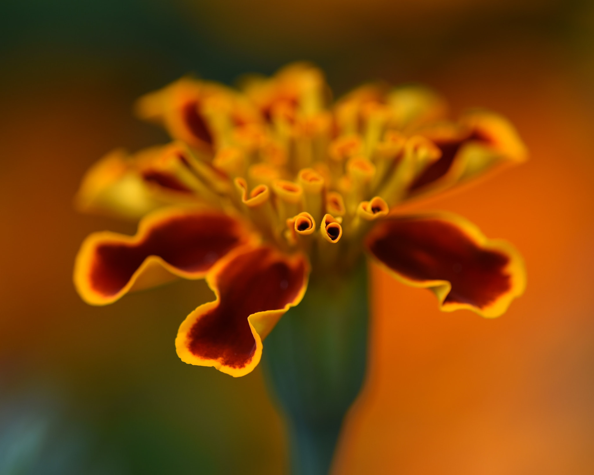 Nikon AF Micro-Nikkor 200mm F4D ED-IF sample photo. Orange colour flower photography