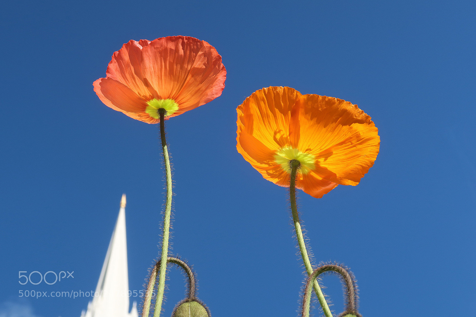 Canon PowerShot G7 X Mark II sample photo. Colorful photography