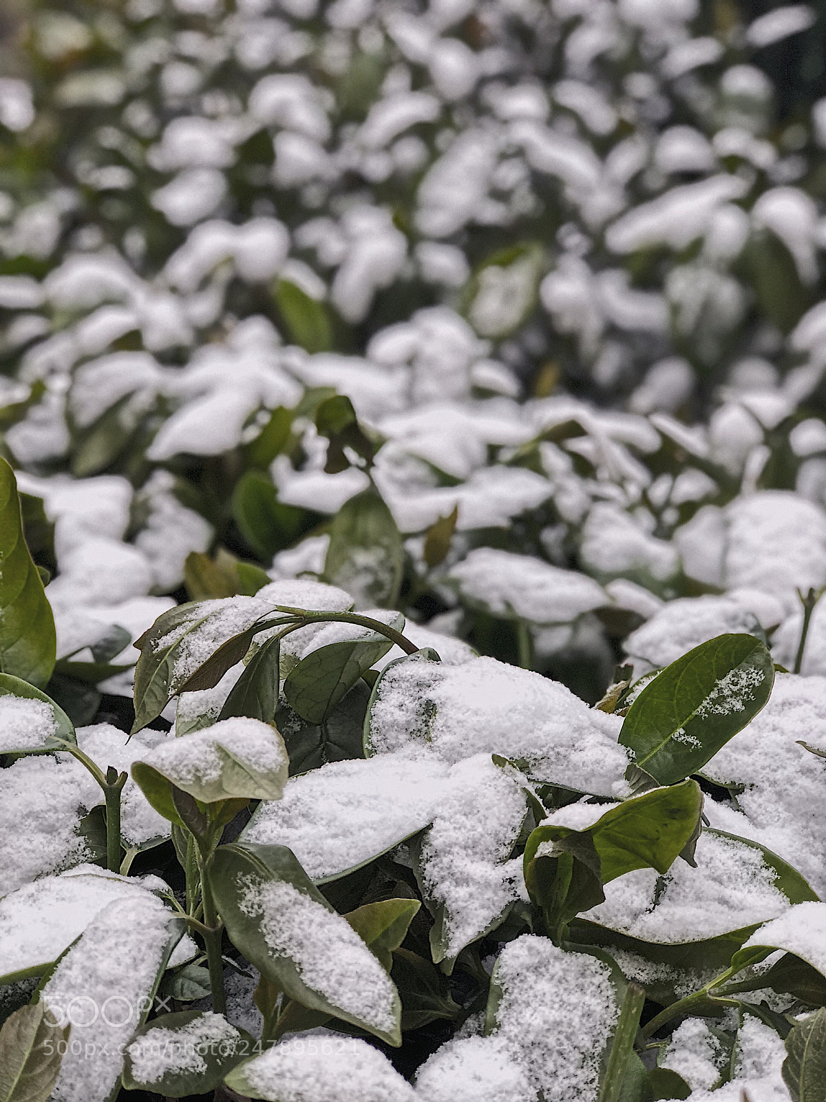 Apple iPhone 8 Plus sample photo. Snowy day photography