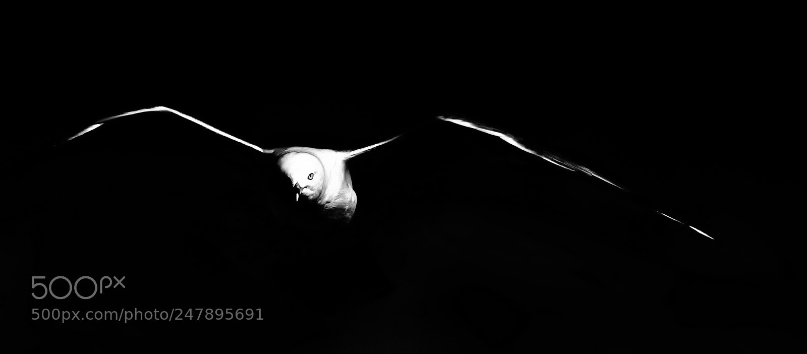 Canon EOS 60D sample photo. Gull photography