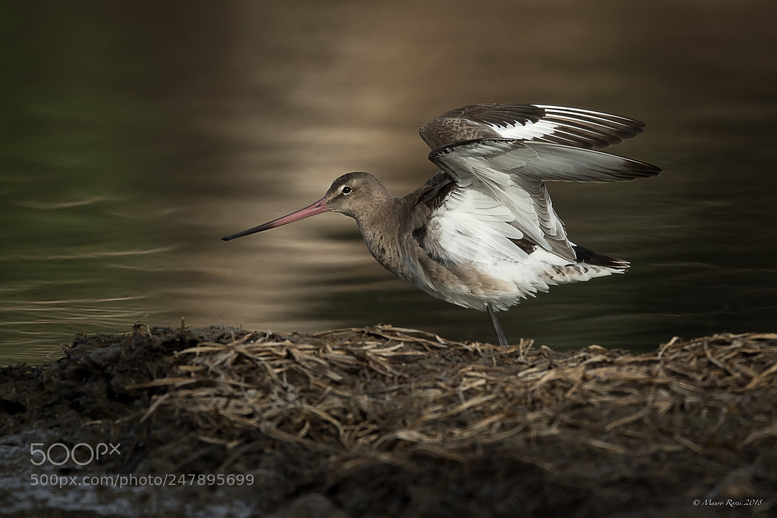 Nikon D5 sample photo. Pittima reale -black-tailed godwit. photography