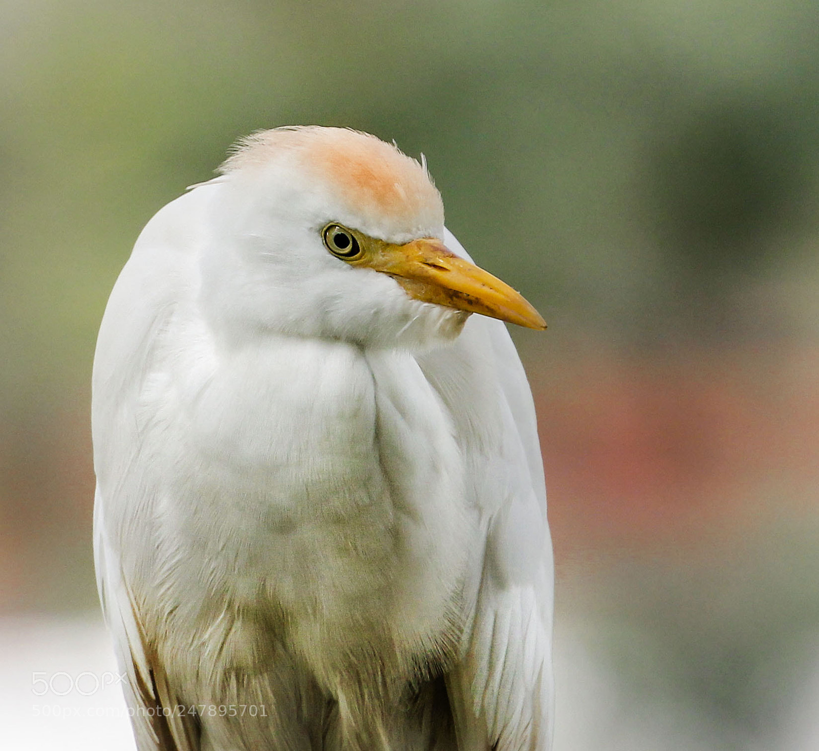Canon EOS 550D (EOS Rebel T2i / EOS Kiss X4) sample photo. Cattle egret photography