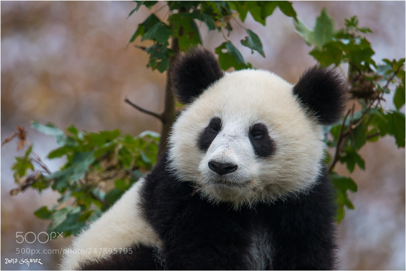 Nikon D610 sample photo. Pandabär photography