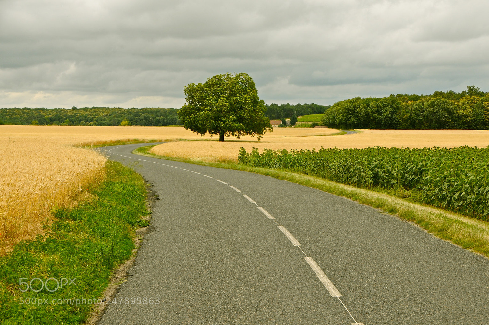 Nikon D300S sample photo. French bike tour scene photography