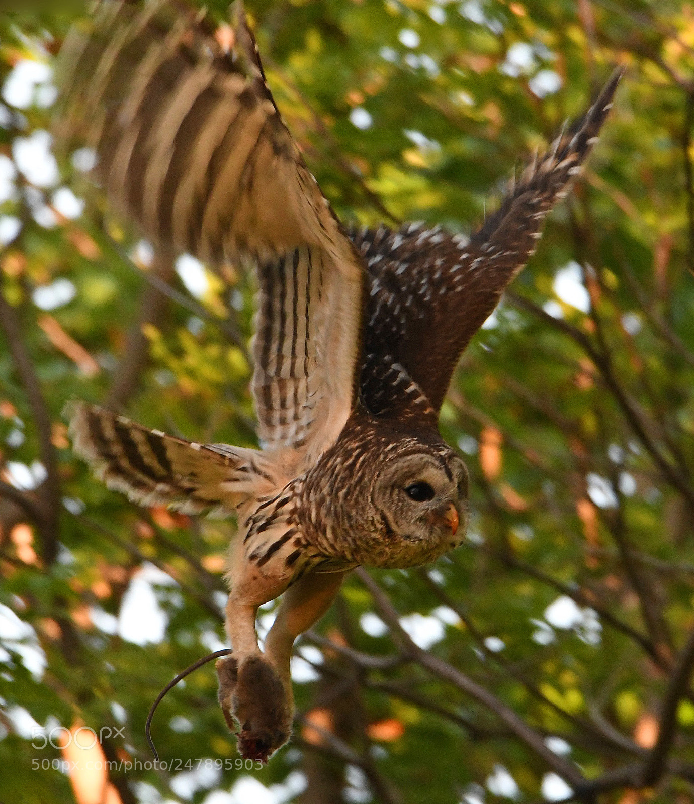 Nikon D500 sample photo. Barred owl photography