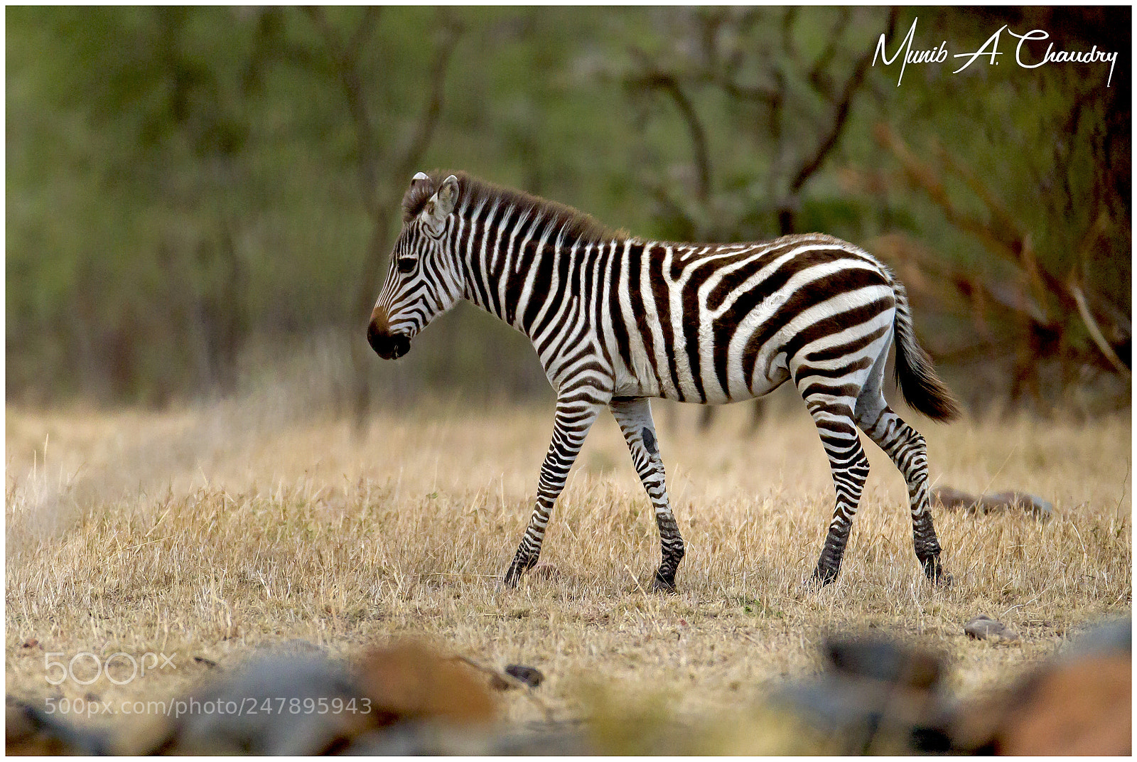 Canon EOS-1D Mark IV sample photo. Handsome in stripes! photography
