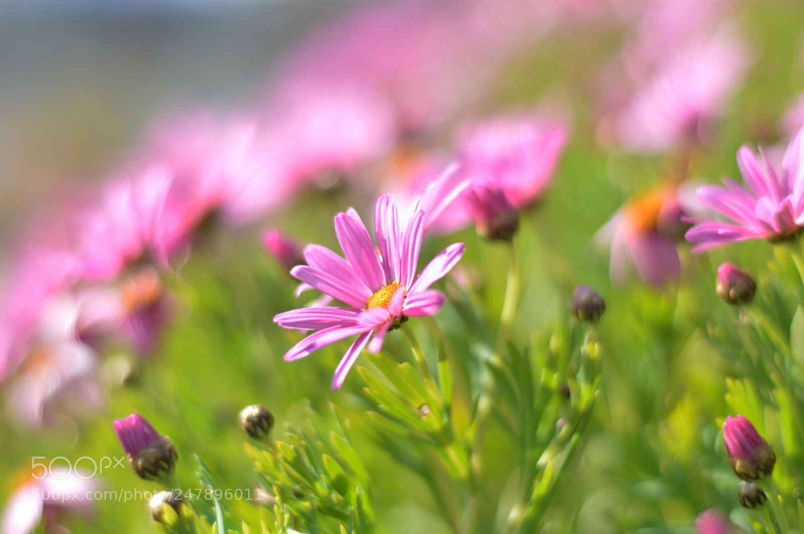 Nikon D3200 sample photo. Untitled photography