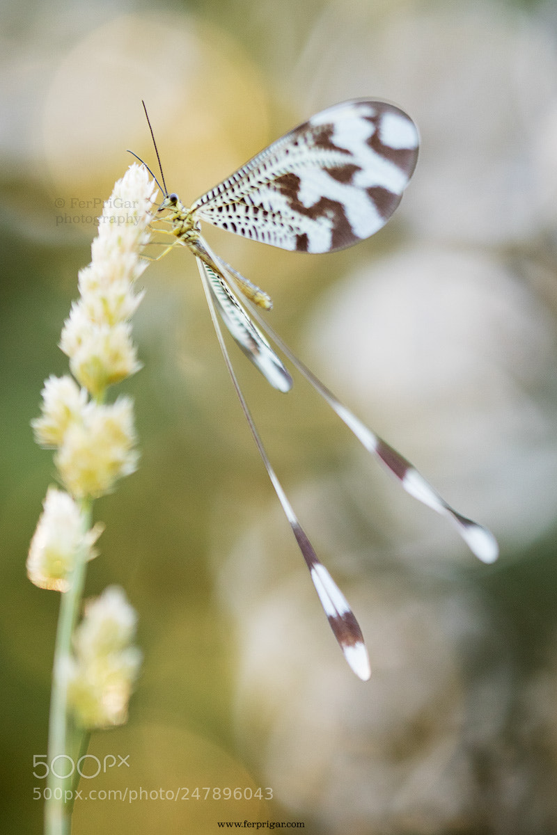 Canon EOS 7D Mark II sample photo. Flares photography