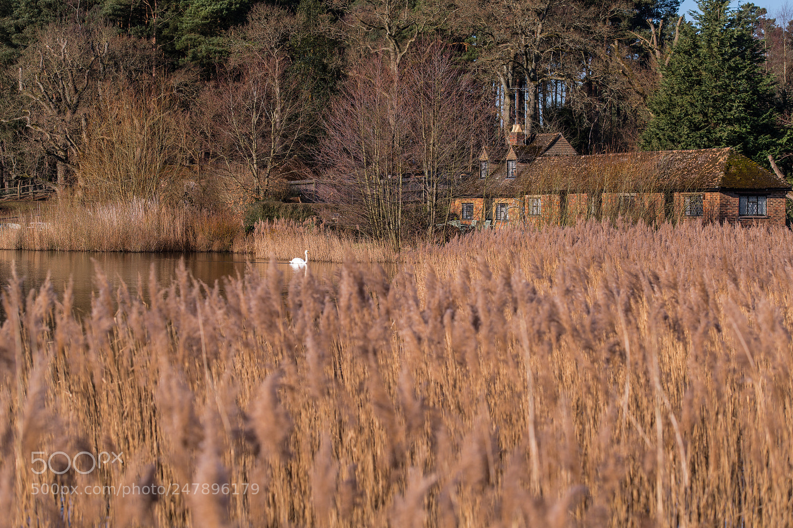 Nikon D850 sample photo. Swan lake photography