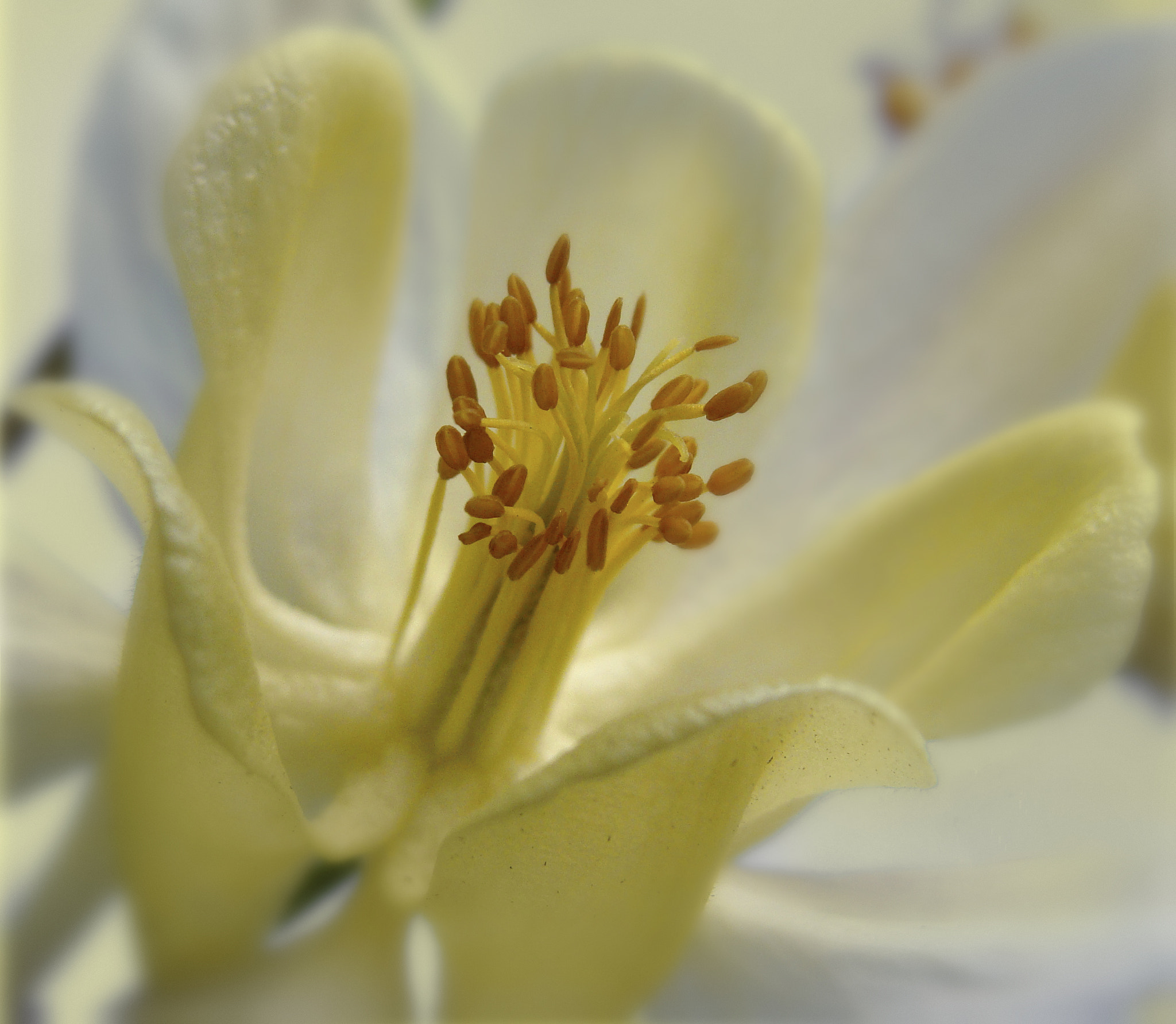 Sony Cyber-shot DSC-H10 sample photo. Yelow flower photography