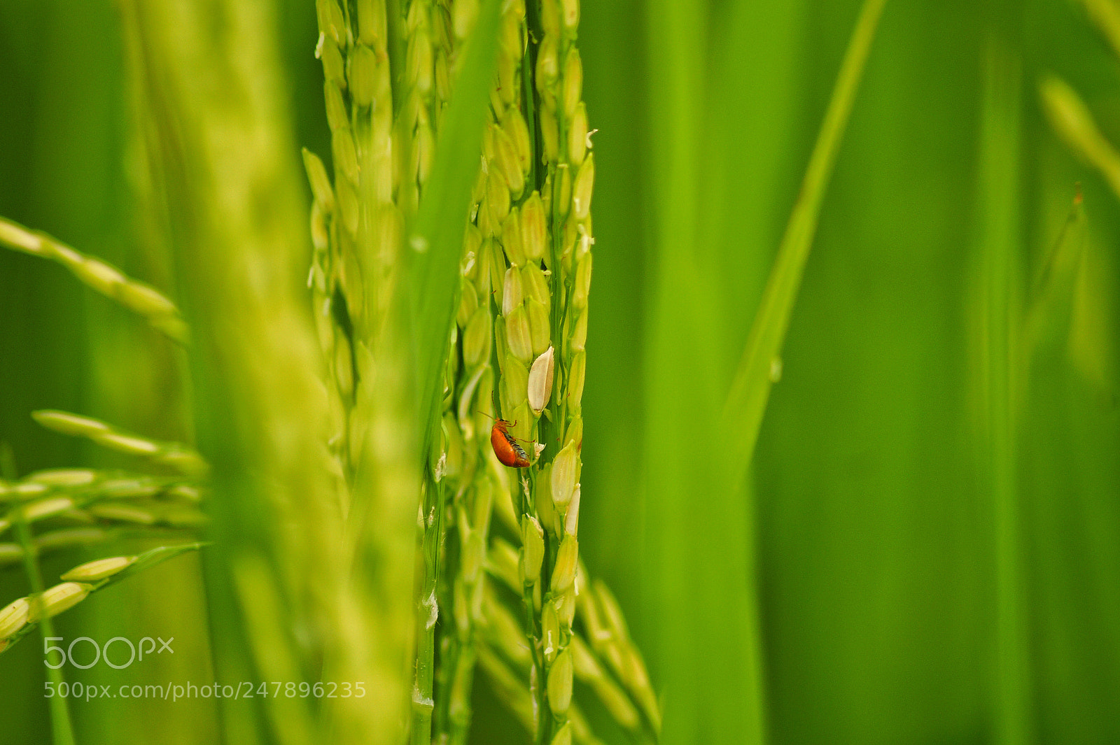 Sony SLT-A58 sample photo. Bug on field photography