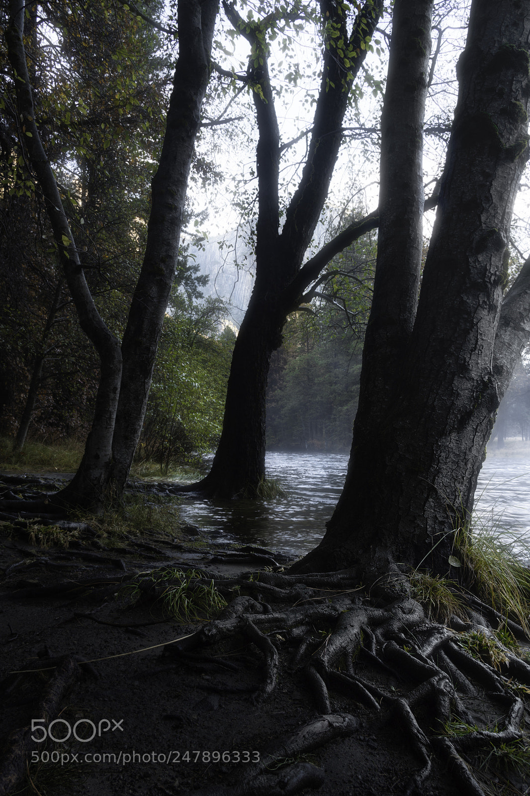 Sony a6300 sample photo. Roots on the merced photography