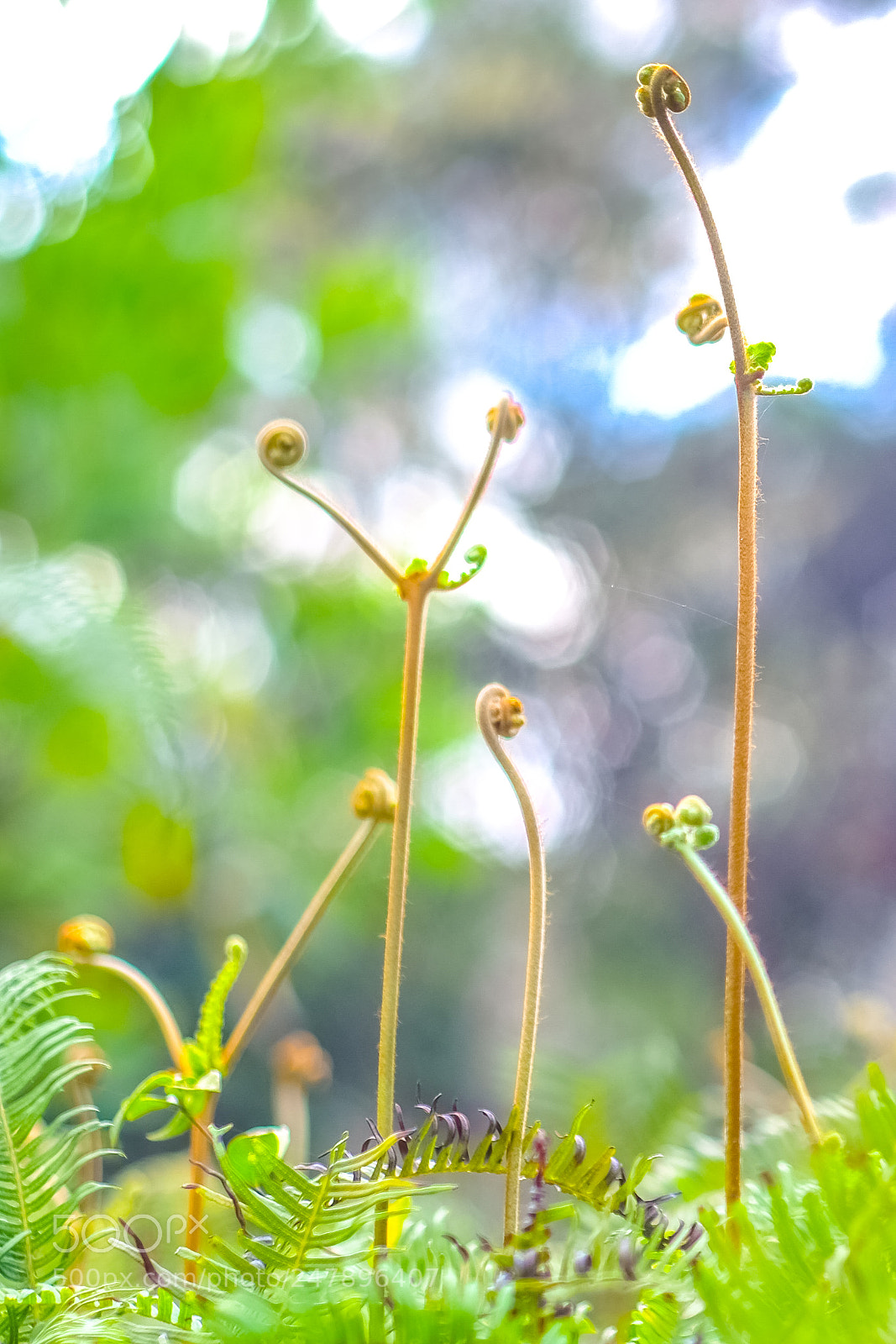 Fujifilm X-E1 sample photo. Nkpf180218 photography