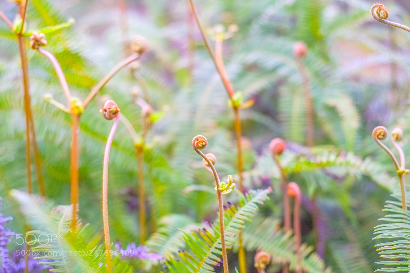 Fujifilm X-E1 sample photo. Nkpf180218 photography
