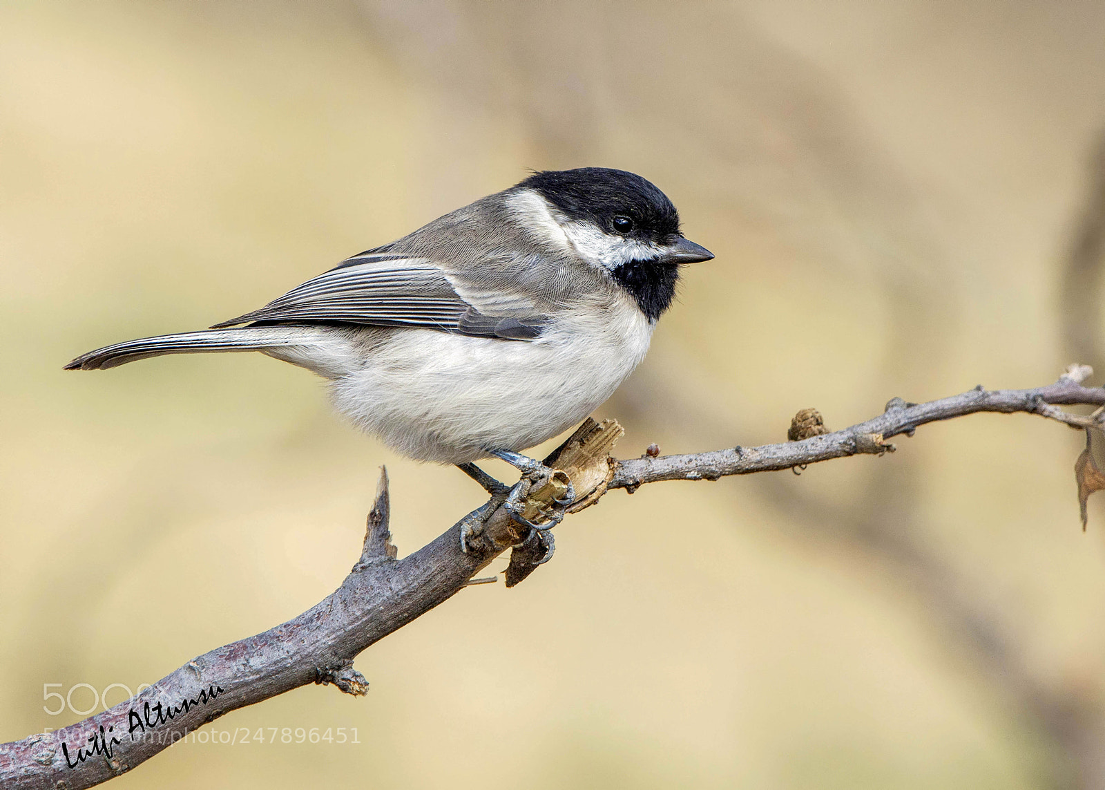 Nikon D7100 sample photo. Sombre tit akyanakl ba photography