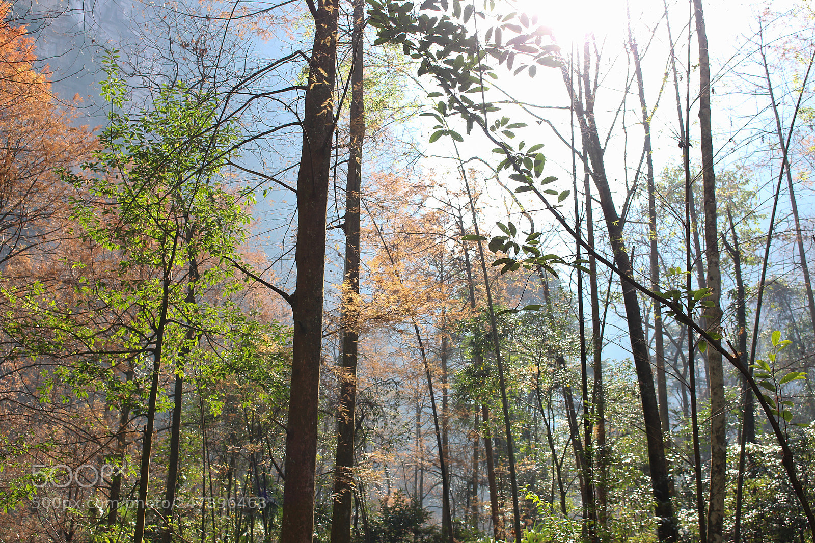 Canon EOS 700D (EOS Rebel T5i / EOS Kiss X7i) sample photo. Tree photography