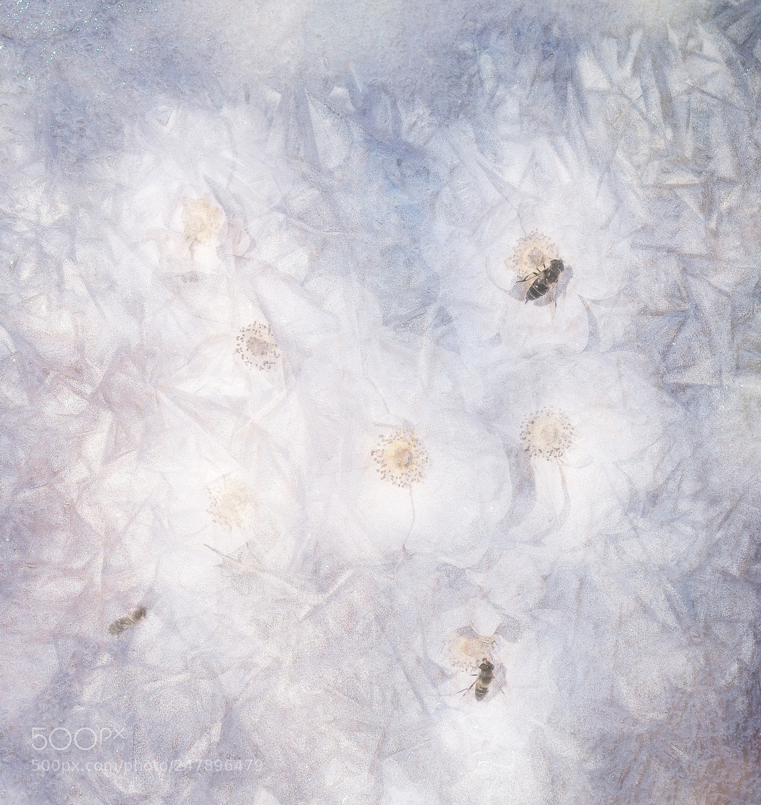 Canon EOS-1Ds Mark II sample photo. Icebugs photography